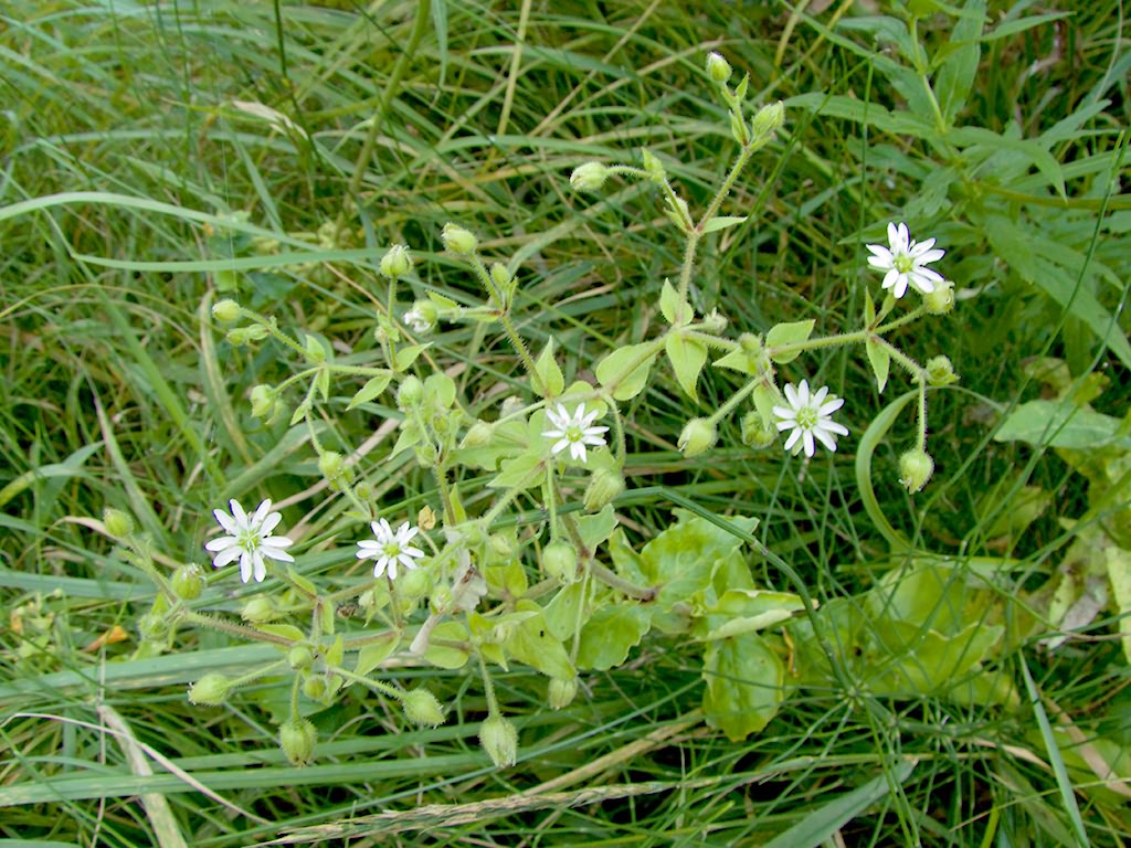 Myosoton aquaticum (L.)